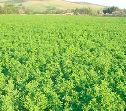 Satılır torpaq sahəsi 2000 m² — Zaqatala 2000.00 m²