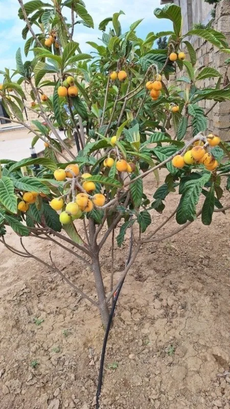 Kirayə verilir 4 otaqlı həyət evi 240 m²