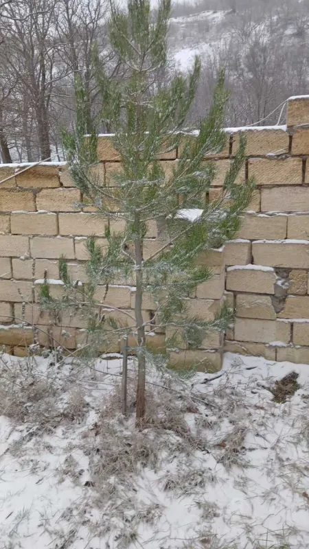 Kirayə verilir 3 otaqlı həyət evi 100 m²