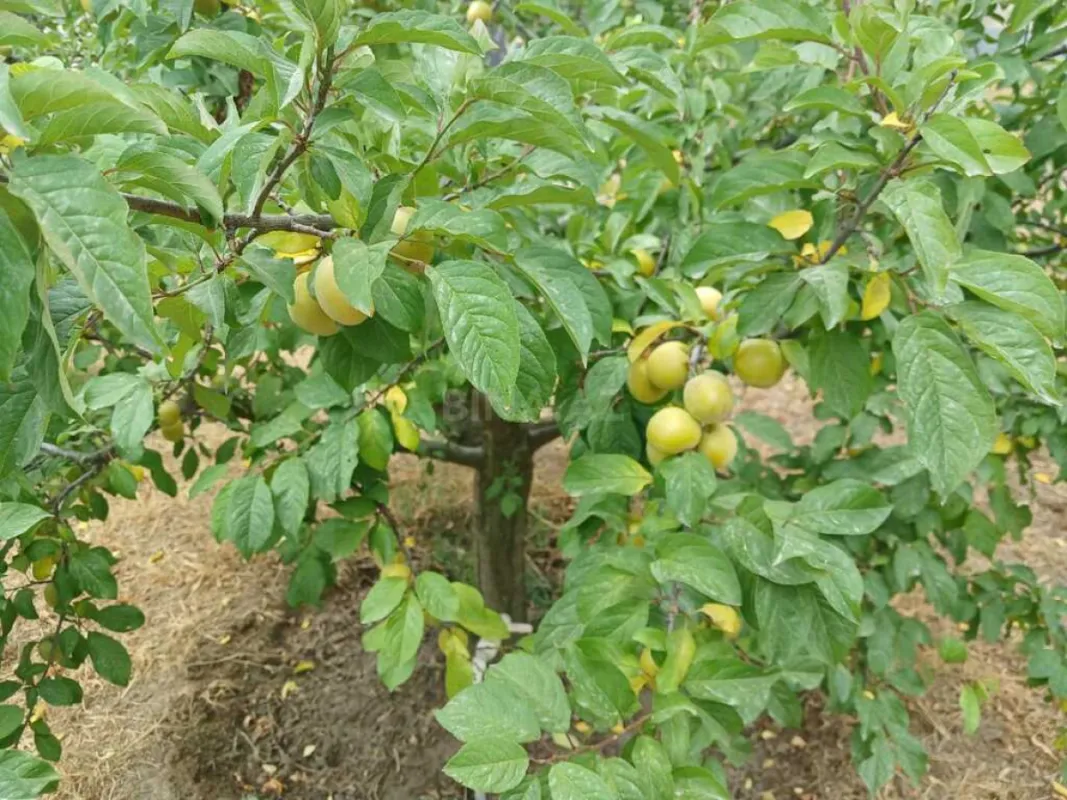 Satılır 5 otaqlı həyət evi 120 m²