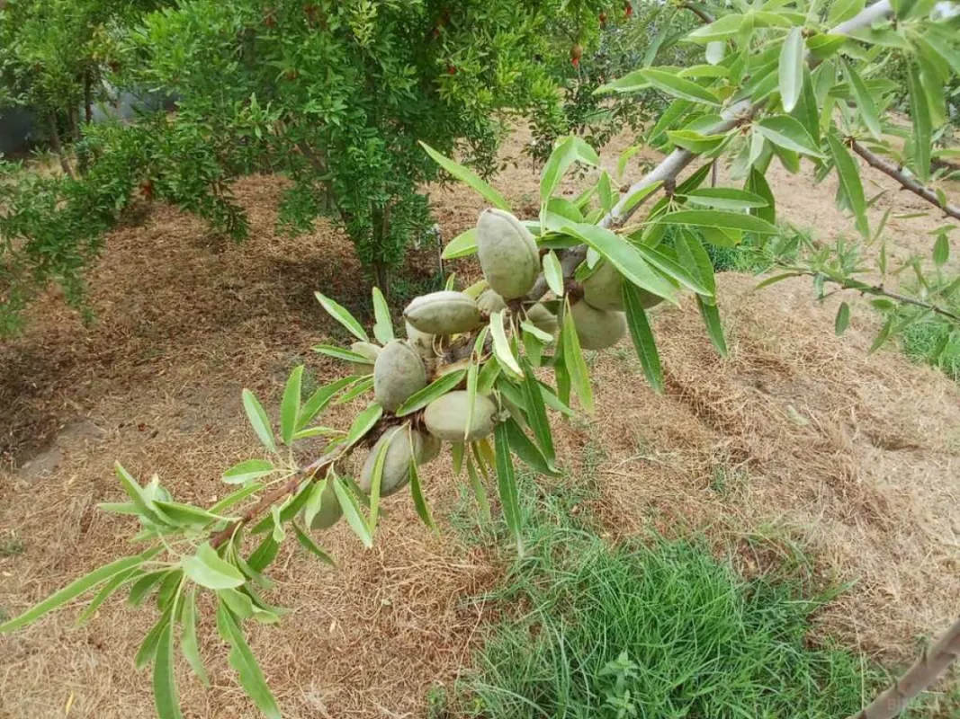 Satılır 5 otaqlı həyət evi 120 m²