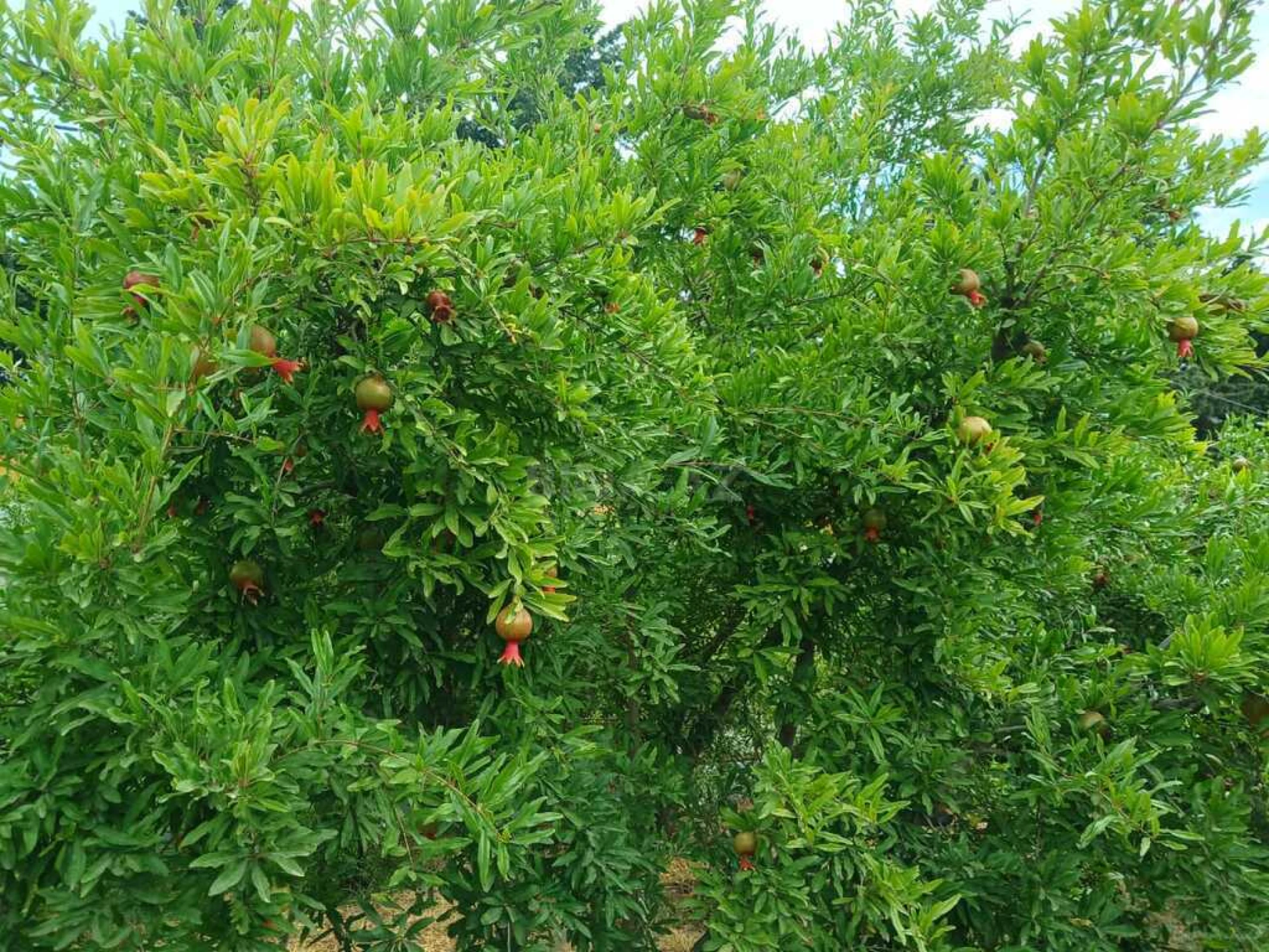 Satılır 5 otaqlı həyət evi 120 m²