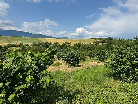 Satılır torpaq sahəsi 2000 m² — İsmayıllı 2000.00 m²