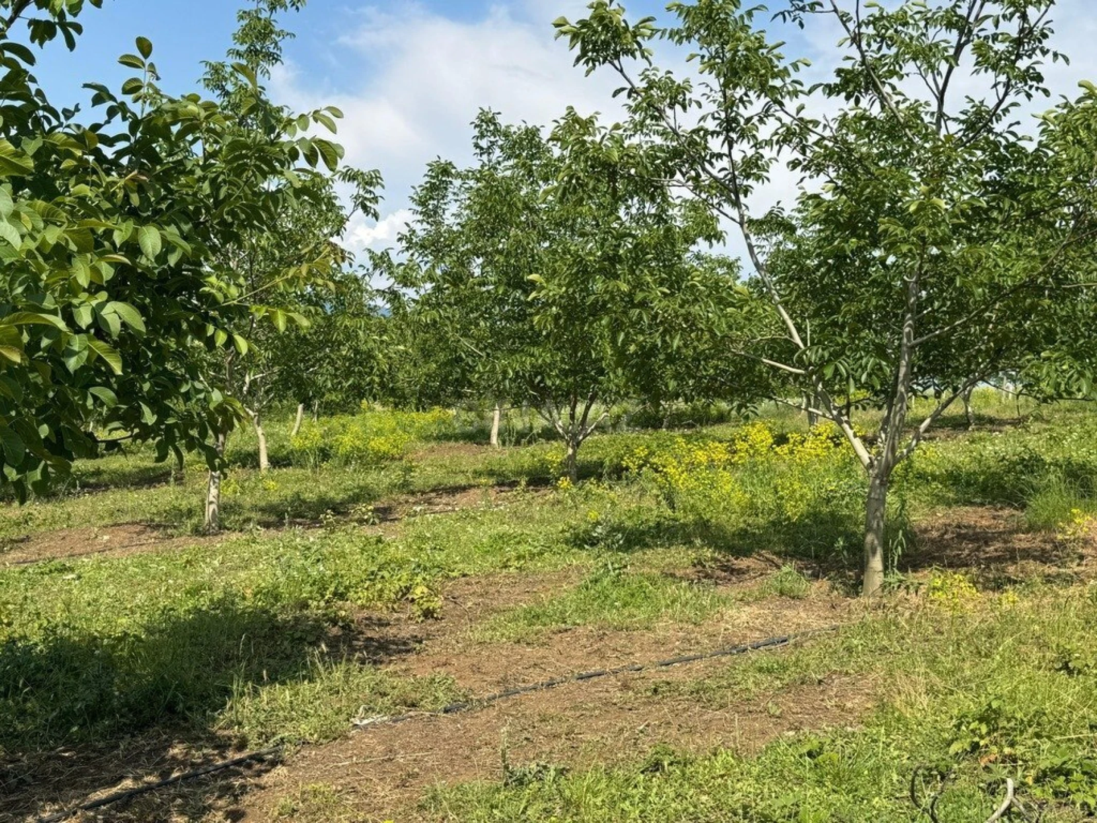 Satılır torpaq sahəsi 2000 m²