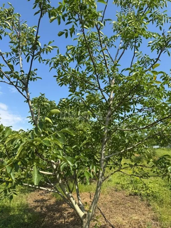 Satılır torpaq sahəsi 2000 m²