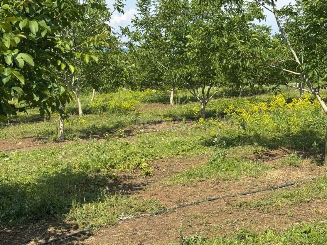 Satılır torpaq sahəsi 2000 m²