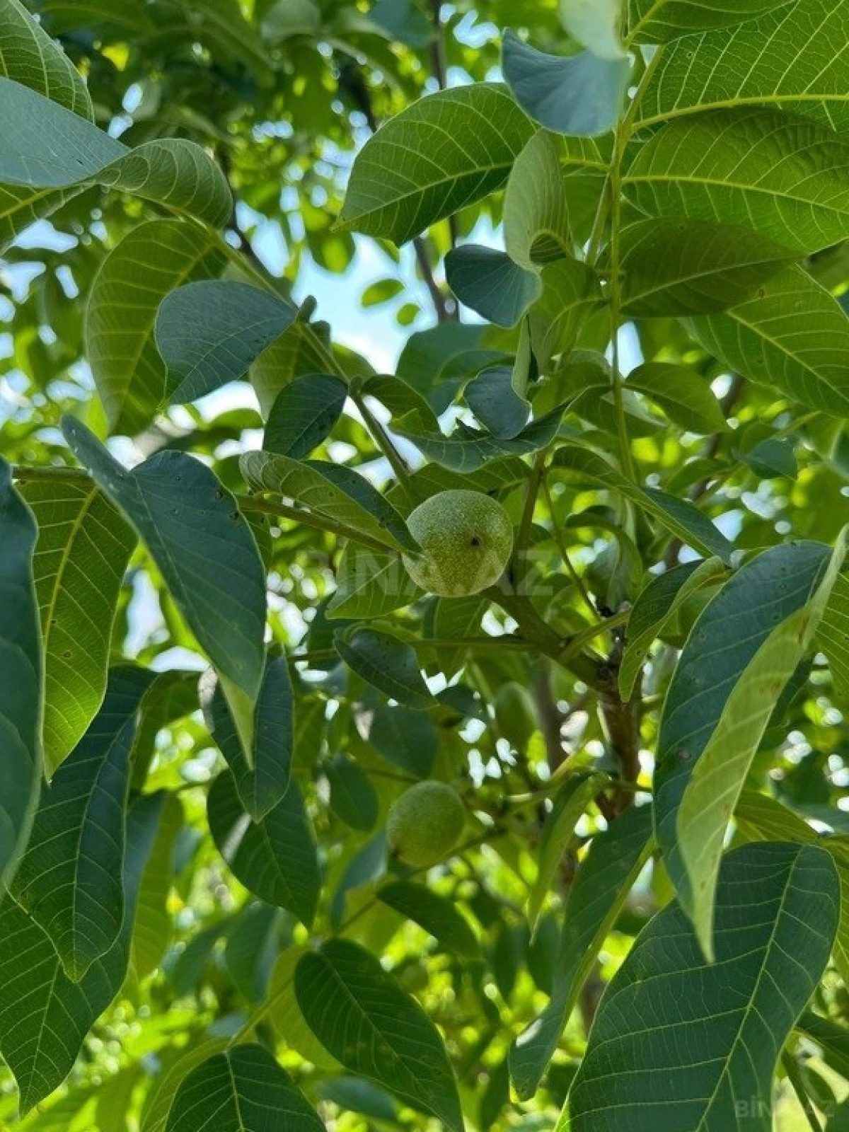 Satılır torpaq sahəsi 2000 m²