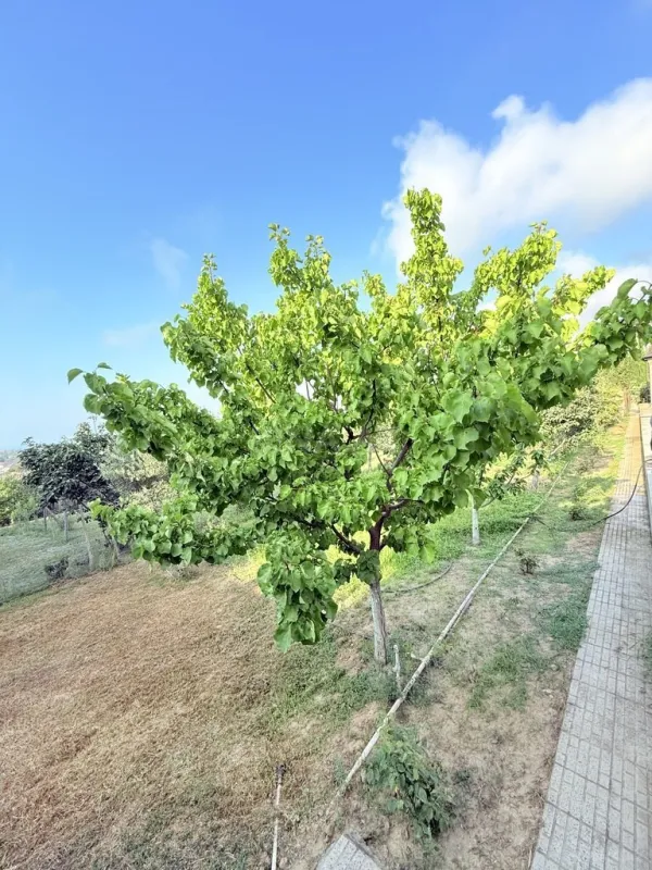 Kirayə verilir 5 otaqlı həyət evi 400 m²