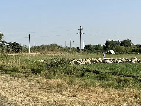 Satılır torpaq sahəsi 7000 m² — Beyləqan 7000.00 m²