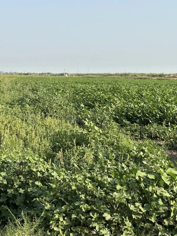 Satılır torpaq sahəsi 7000 m²