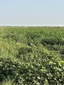 Satılır torpaq sahəsi 7000 m²