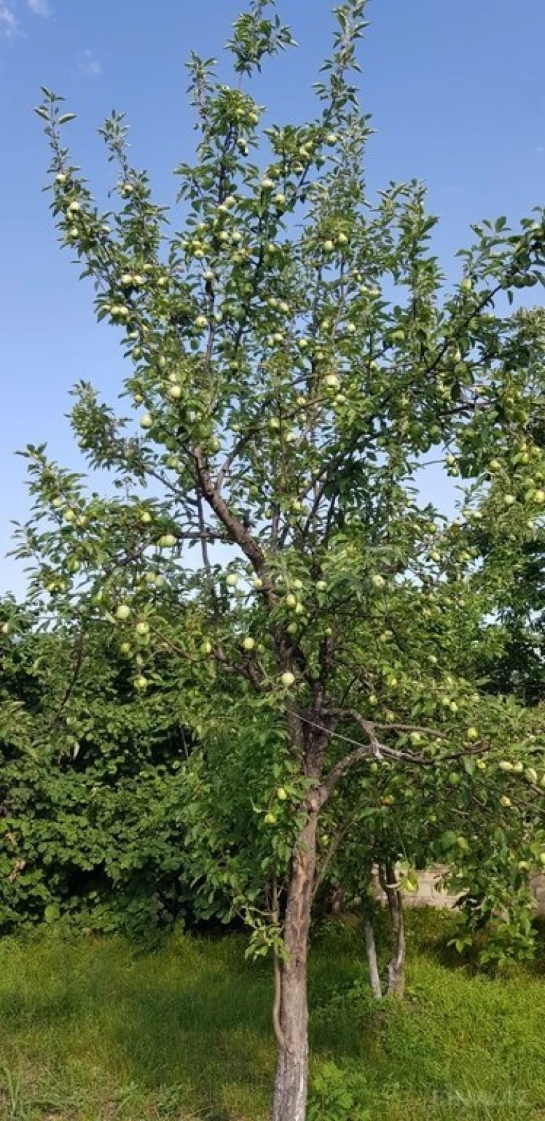 Satılır 8 otaqlı həyət evi 250 m²