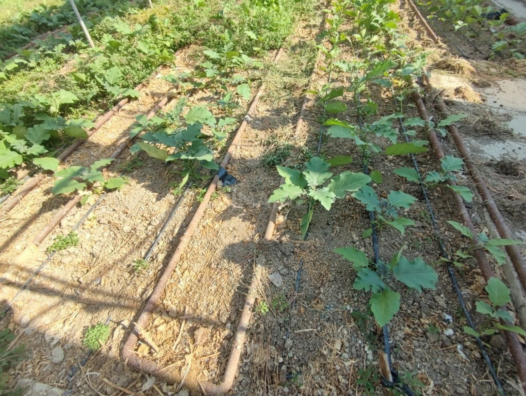 Satılır obyekt 40000 m²