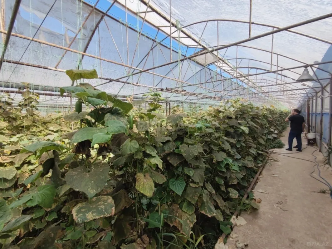 Satılır obyekt 40000 m²