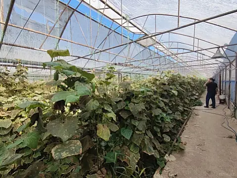 Satılır obyekt 40000 m²