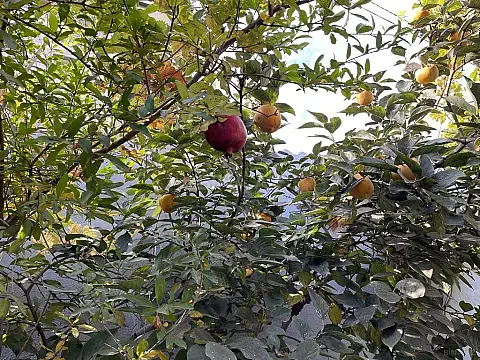 Satılır 6 otaqlı həyət evi 165 m²