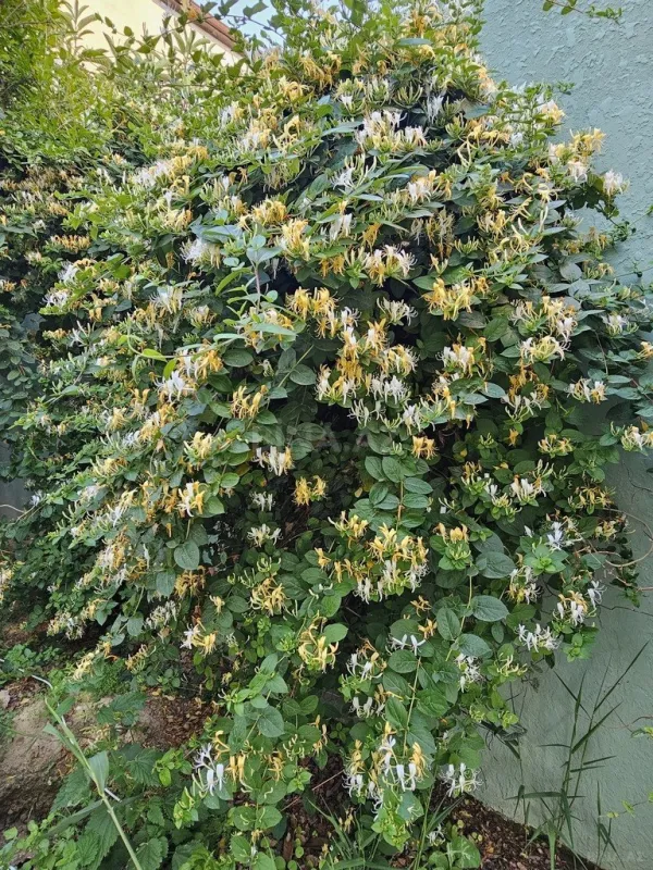 Satılır 6 otaqlı həyət evi 200 m²