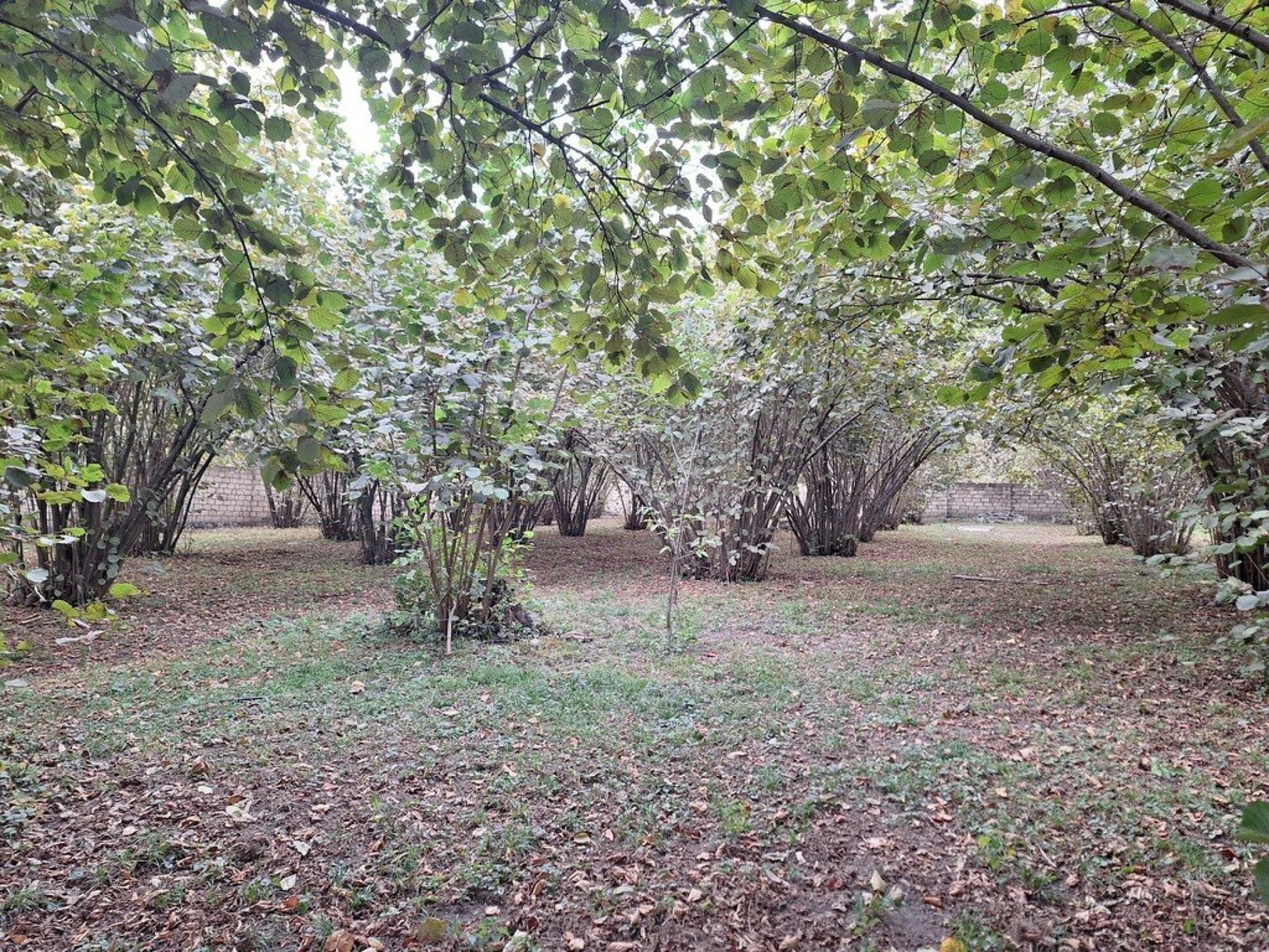 Satılır torpaq sahəsi 33 m²