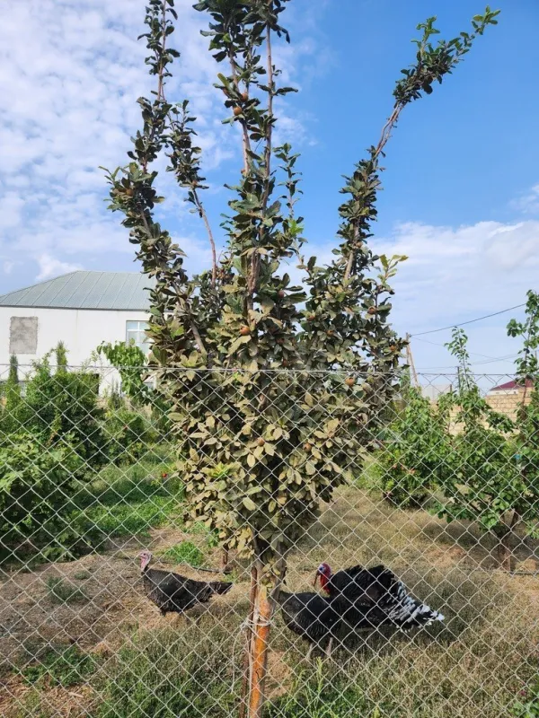 Satılır torpaq sahəsi 8 m²