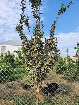 Satılır torpaq sahəsi 8 m²