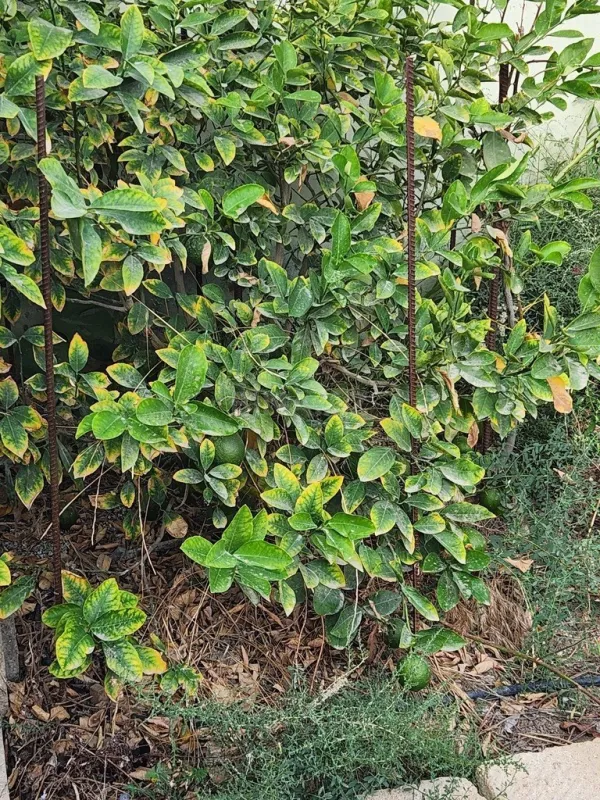 Satılır torpaq sahəsi 8 m²