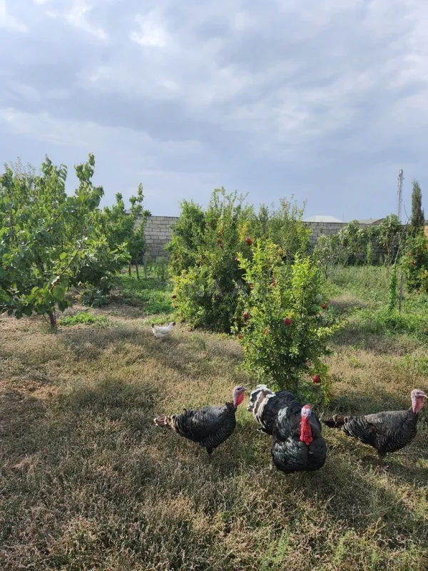 Satılır torpaq sahəsi 8 m²