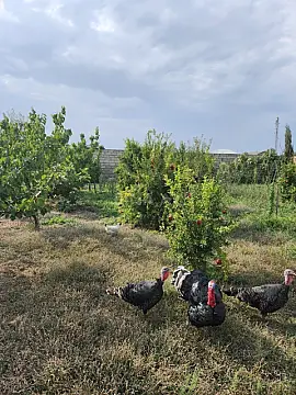 Satılır torpaq sahəsi 8 m²