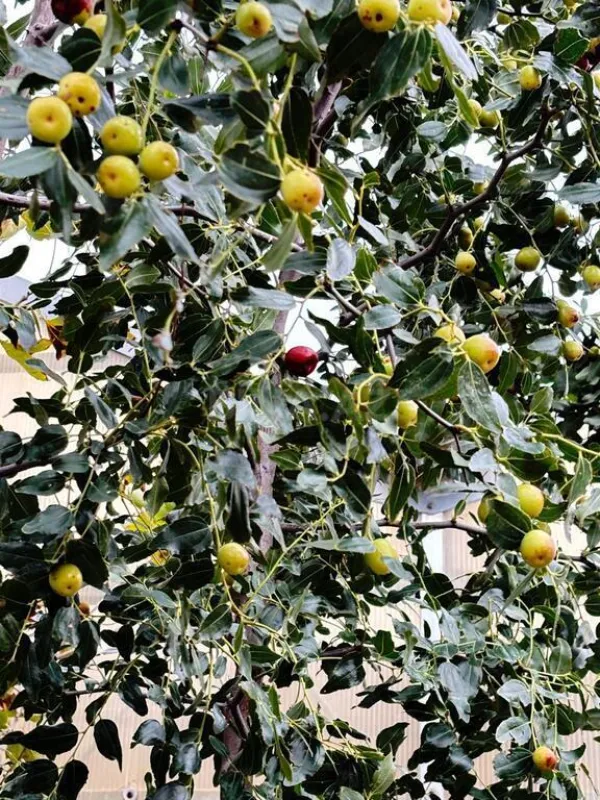 Satılır obyekt 1550 m²