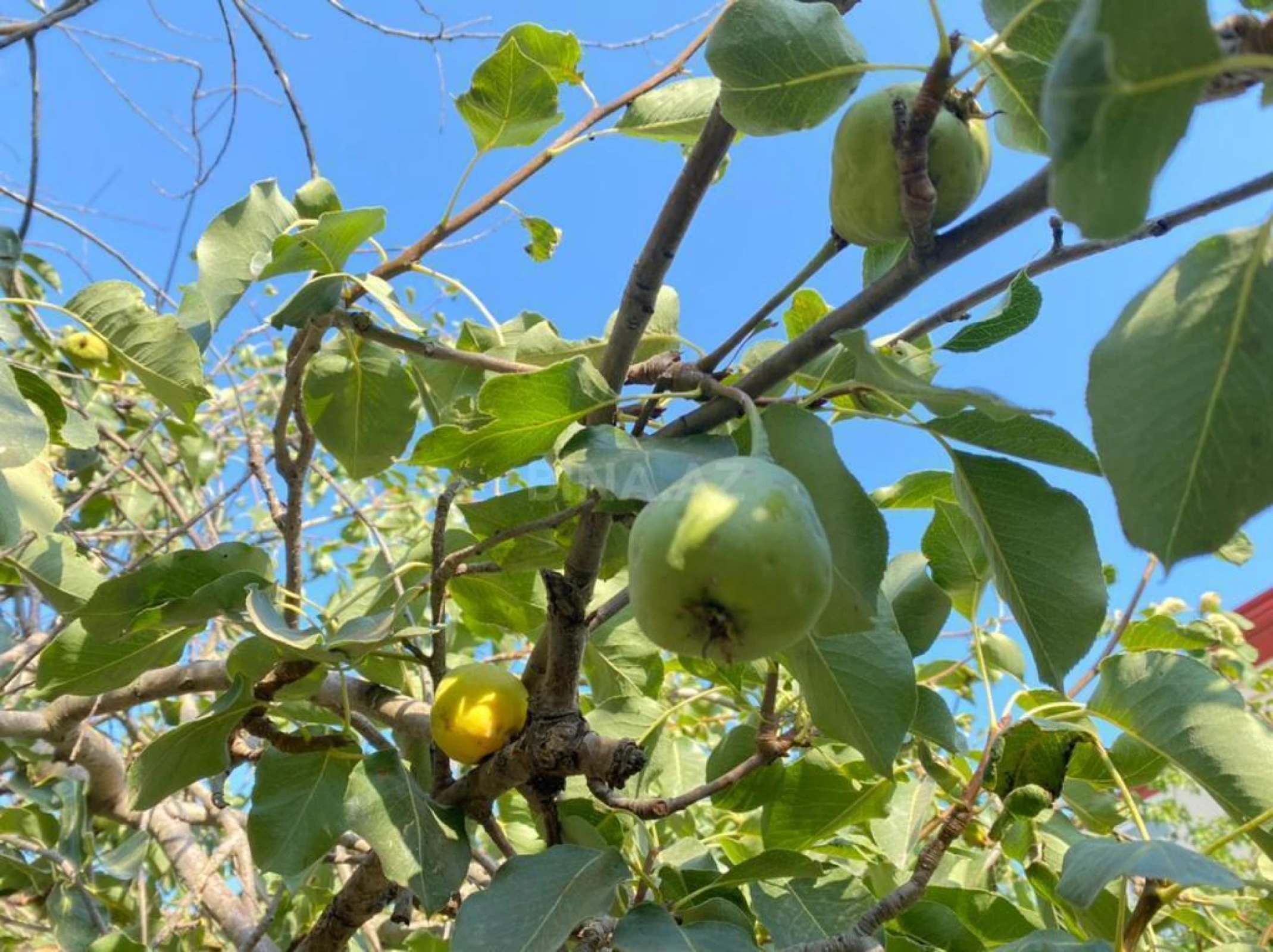 Satılır 9 otaqlı həyət evi 380 m²