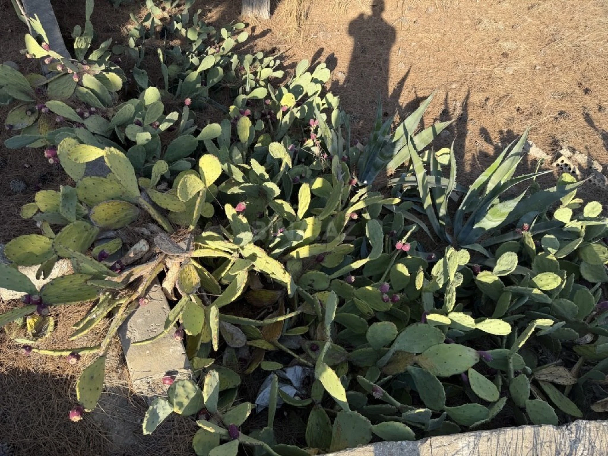 Satılır torpaq sahəsi 11 m²