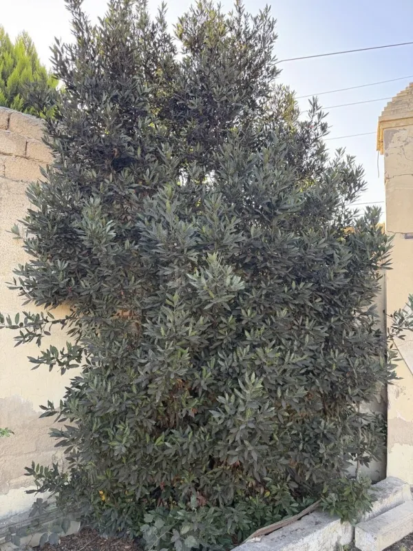 Satılır torpaq sahəsi 11 m²