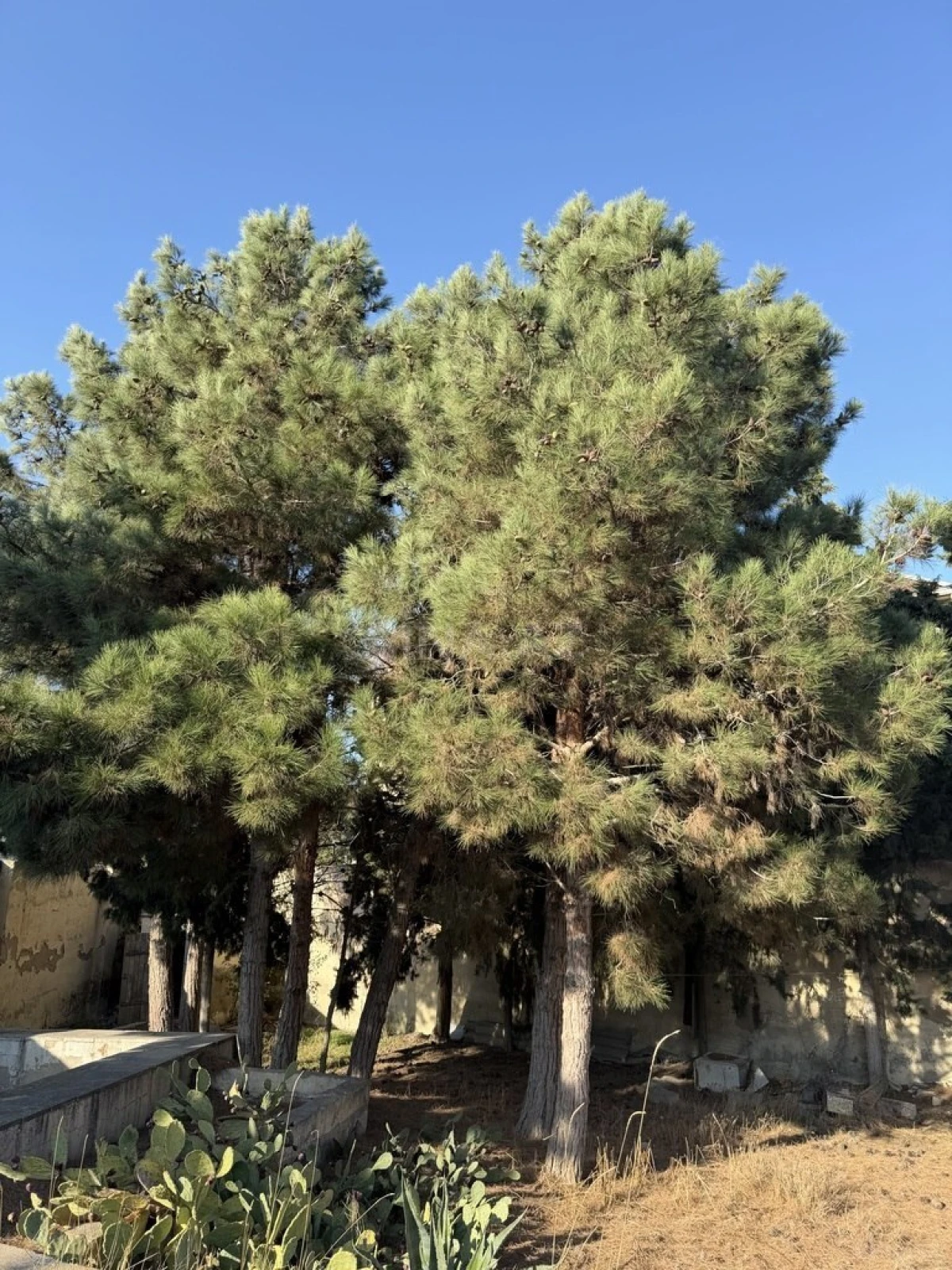 Satılır torpaq sahəsi 11 m²