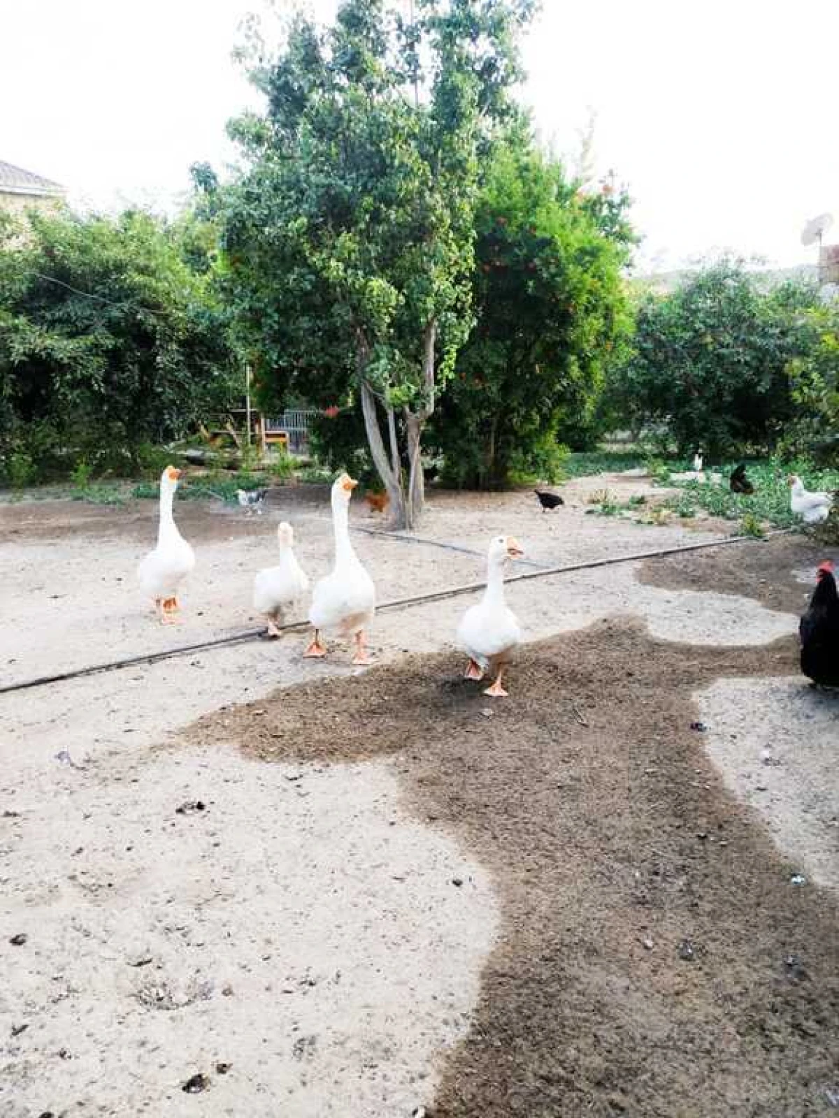 Satılır torpaq sahəsi 15.3 m²