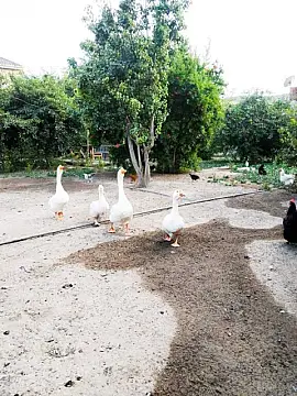 Satılır torpaq sahəsi 15.3 m²