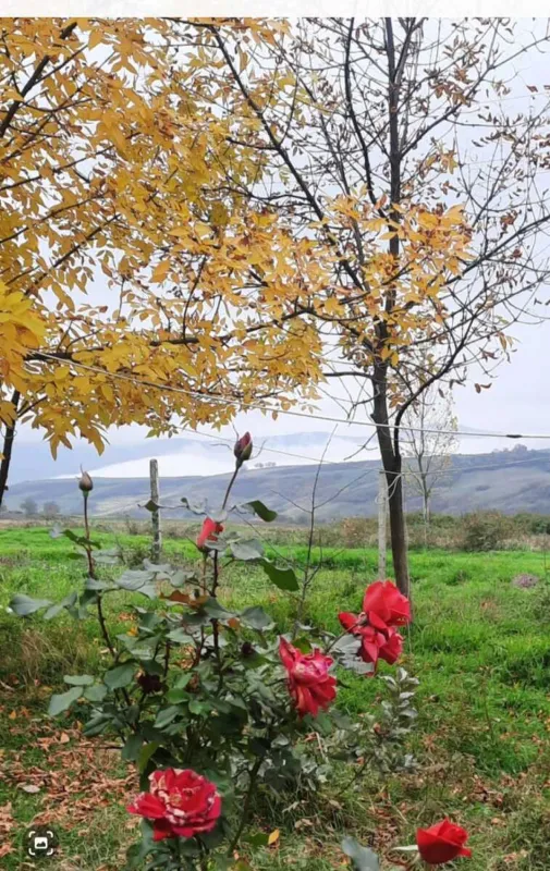 Satılır obyekt 600 m²