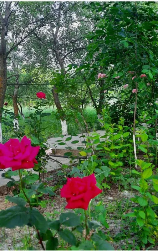 Satılır obyekt 600 m²