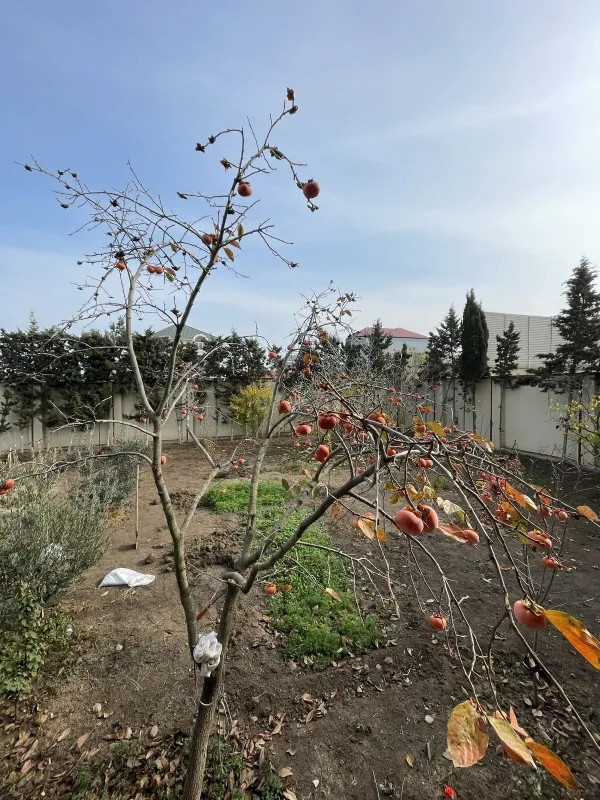 Satılır 7 otaqlı həyət evi 380 m²