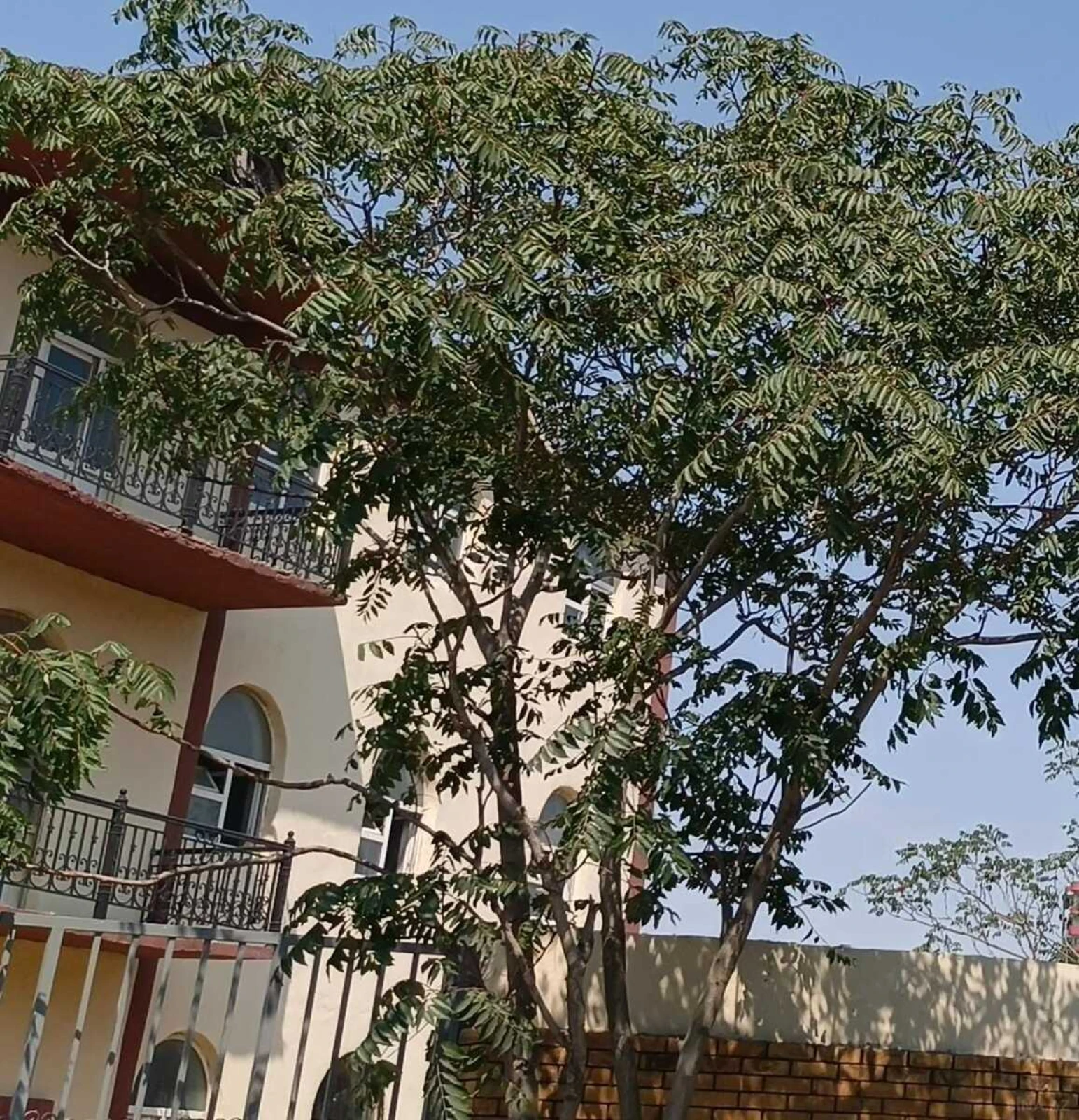 Satılır obyekt 5000 m²