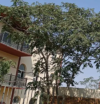 Satılır obyekt 5000 m²