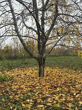 Satılır torpaq sahəsi 81 m² — Quba 81.00 m²