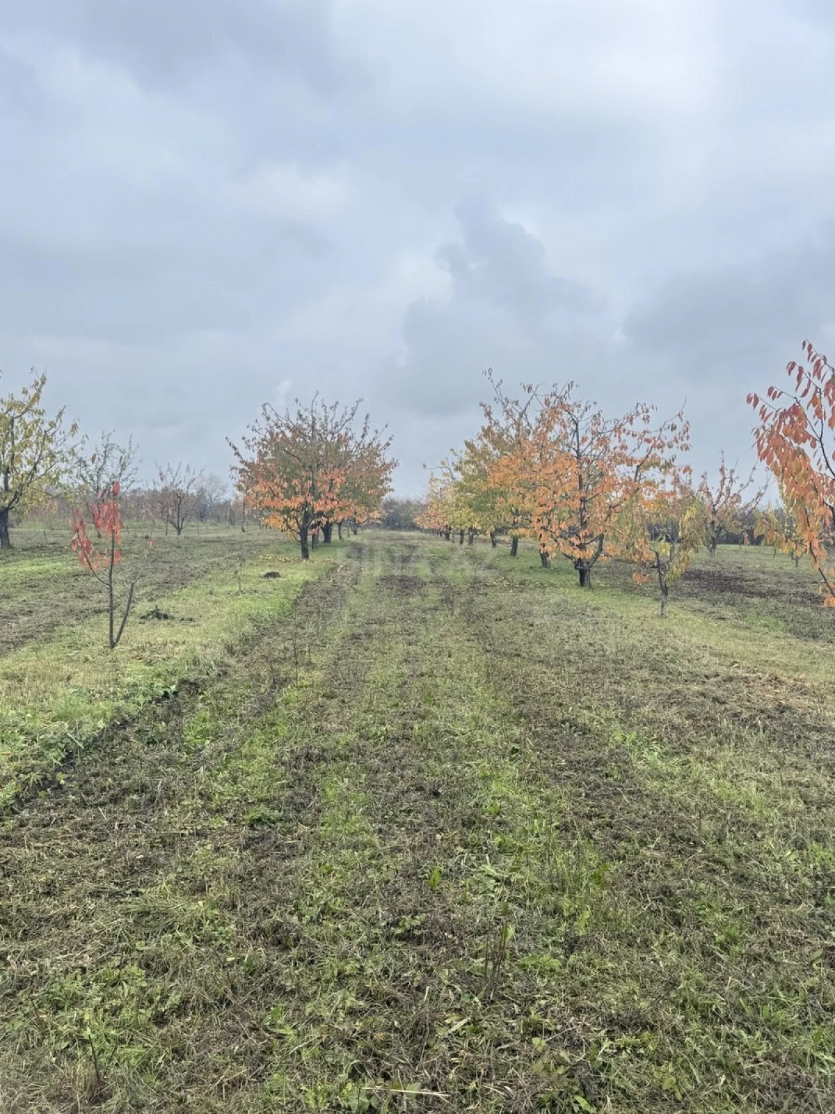 Satılır torpaq sahəsi 81 m²