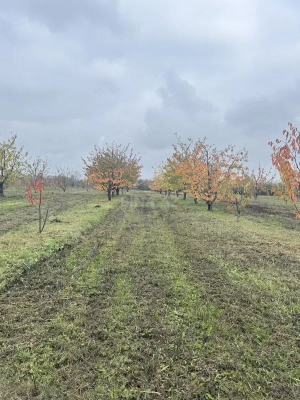 Satılır torpaq sahəsi 81 m²