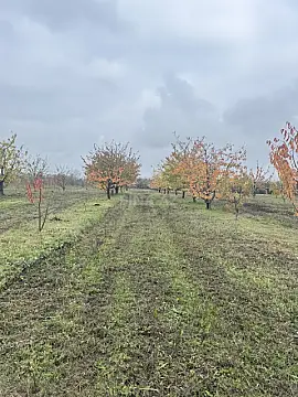 Satılır torpaq sahəsi 81 m²