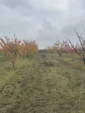 Satılır torpaq sahəsi 81 m²