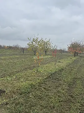 Satılır torpaq sahəsi 81 m²