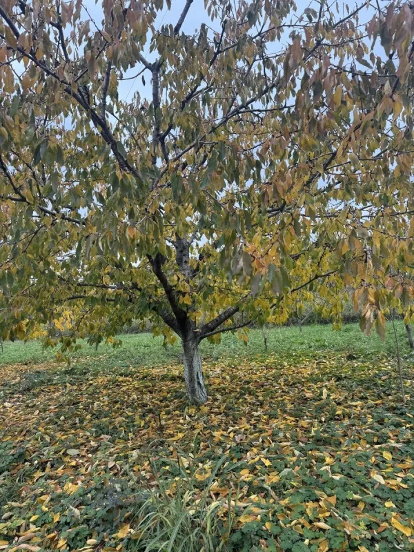 Satılır torpaq sahəsi 81 m²