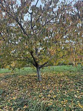 Satılır torpaq sahəsi 81 m²