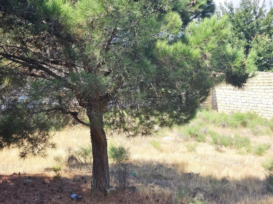 Satılır torpaq sahəsi 40 m²