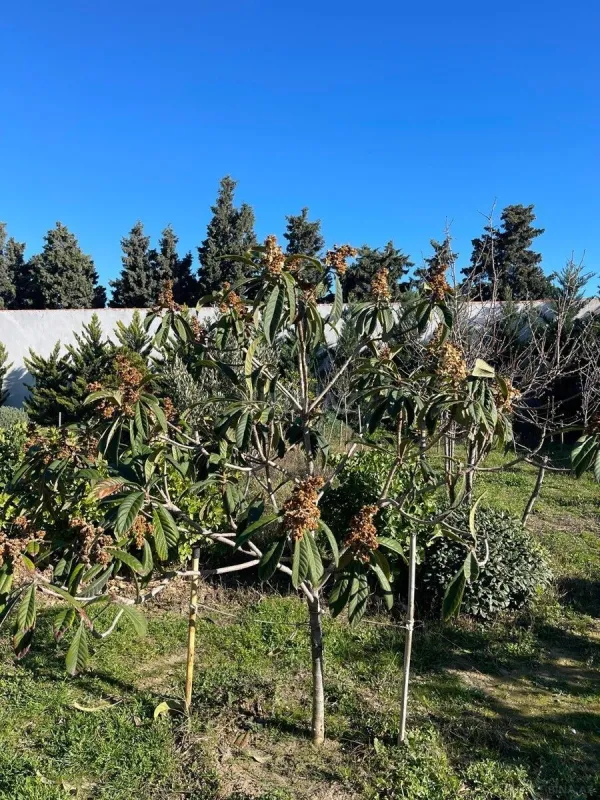 Satılır torpaq sahəsi 7 m²