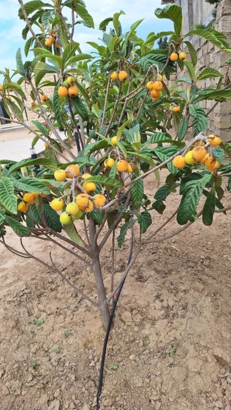 Kirayə verilir 4 otaqlı həyət evi 200 m²